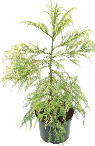 Cryptomeria Sekkan Sugi 1 Litre - image 2