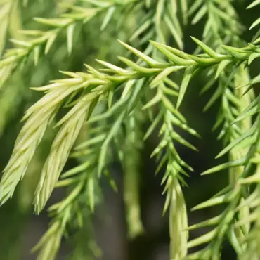 Cryptomeria Sekkan sugi 7 litre - image 1