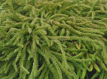 Cryptomeria Spiralis 1 litre