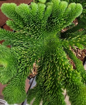 Cryptomeria Tomahawk 4 Litre - image 2