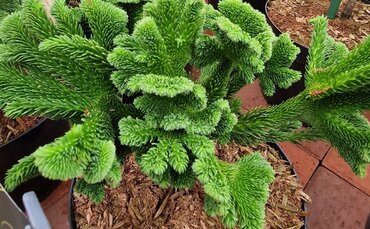 Cryptomeria Tomahawk 4 Litre - image 2