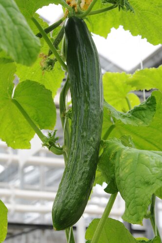 Cucumber F1 Tasty Green 9cm