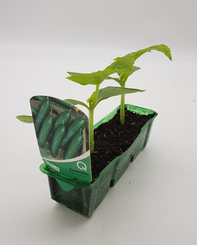 Cucumber Mini Hana F1 Pack