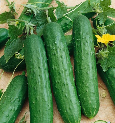 Cucumber Outdoor 9cm
