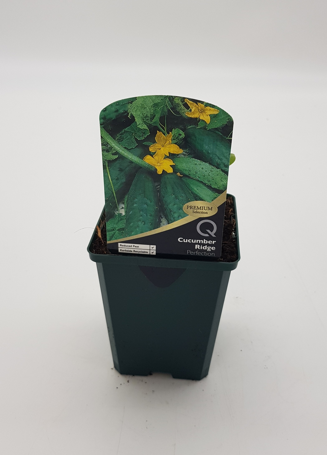 Cucumber Perfection Ridge 8.5cm Stewarts Garden Centre