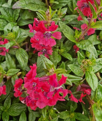 Cuphea Sweet Talk Deep Pink 1 Litre
