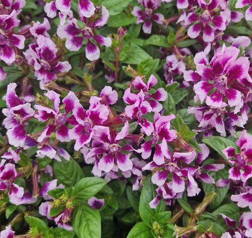 Cuphea Sweet Talk Lavender Splash 1 Litre