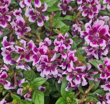 Cuphea Sweet Talk Lavender Splash 1 Litre