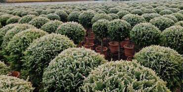 Cupressocyparis Castlewellan Gold Mini Standard 9 Litre