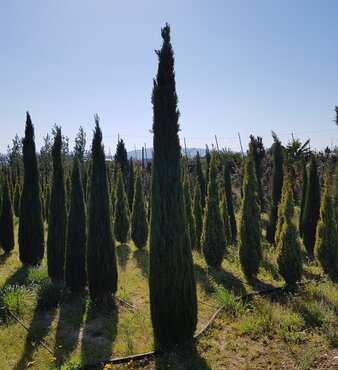 Cupressus Sempervirens Pyramidalis 75/100cm 10 Litre - image 1