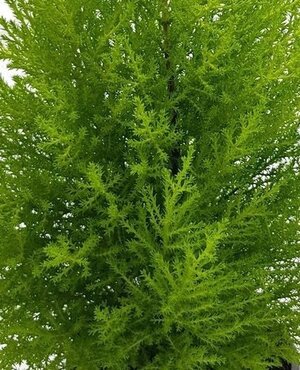 Cupressus Wilma (Goldcrest) 1 Litre