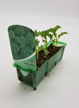 Curly Kale Pack