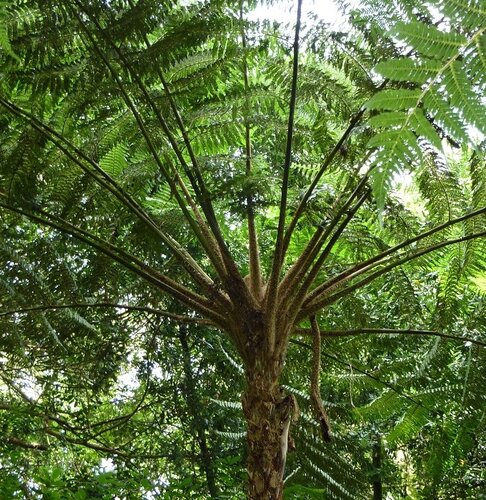 Cyathea Cooperi 10 Litre