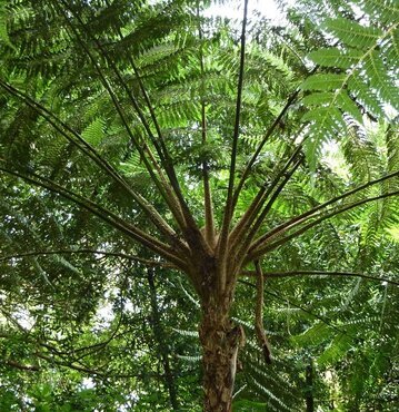 Cyathea cooperi 3 Litre