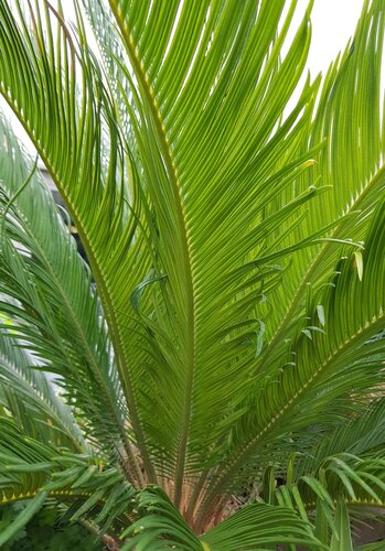 Cycas Revoluta 10 Litre - image 1