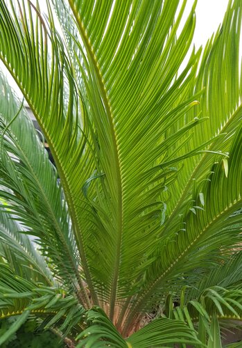 Cycas Revoluta 3 Litre