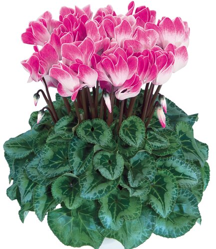Cyclamen Funflame Magenta 1 Litre