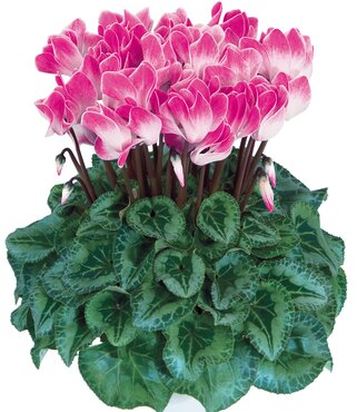 Cyclamen Funflame Magenta 1 Litre