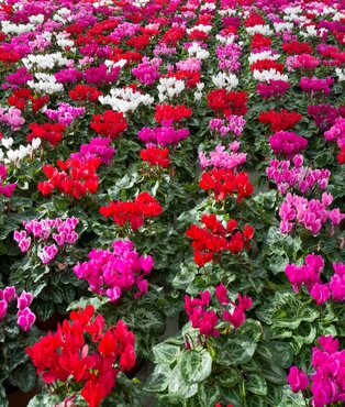 Cyclamen Smartiz Fantasia Mixed 6 Pack