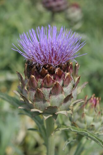 Cynara Cardunculus (Globe Artichoke) 3 Lite