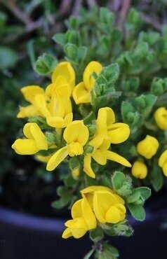 Cytisus 'Allgold' 2 Litre - image 2