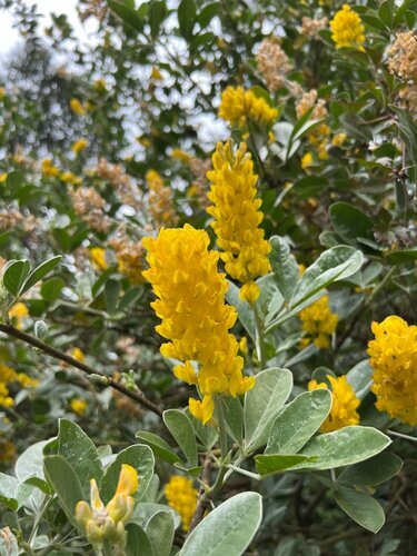 Cytisus Battandieri 3 Litre