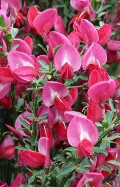 Cytisus Boskoop Ruby 3 Litre - image 1