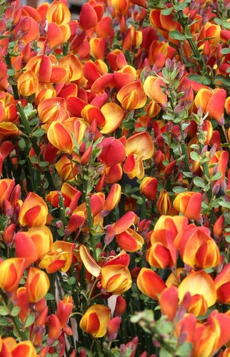Cytisus Bush Mix 4 Litre - image 1
