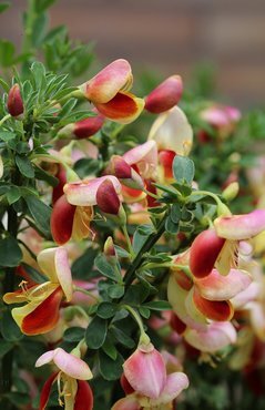 Cytisus in Variety 1.5 Litre - image 2