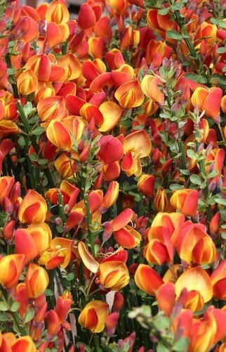 Cytisus Lena 3 Litre - image 1