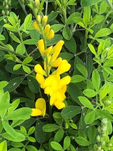 Cytisus Porlock 2 Litre - image 1
