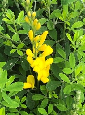 Cytisus Porlock 2 Litre - image 2