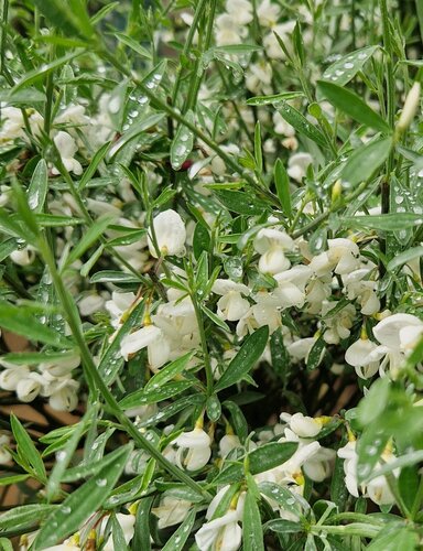 Cytisus praecox Albus 3 Litre - image 1