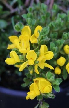 Cytisus praecox Allgold 3 Litre - image 1