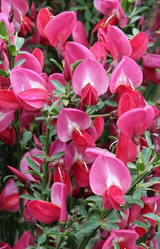 Cytisus Standard Mix 5 Litre - image 4