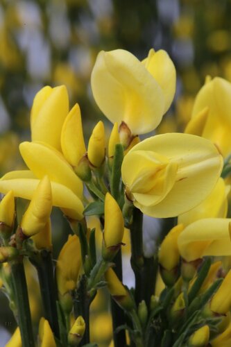 Cytisus X Praecox 3 Litre - image 1