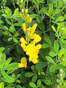 Cytisus X Racemosus Phebus 2 Litre