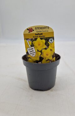 Daffodil Dutch Master Potted Bulb 9cm