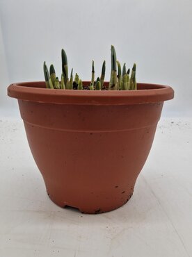 Tulip Planter 27cm