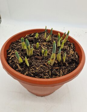 Tulip Planter 27cm - image 2