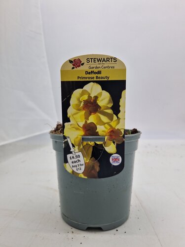 Daffodil Primrose Beauty Potted Bulb 1 Litre
