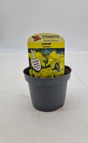 Daffodil Tamara Potted Bulb 9cm
