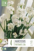 Daffodils & Narcissi