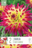 Dahlia