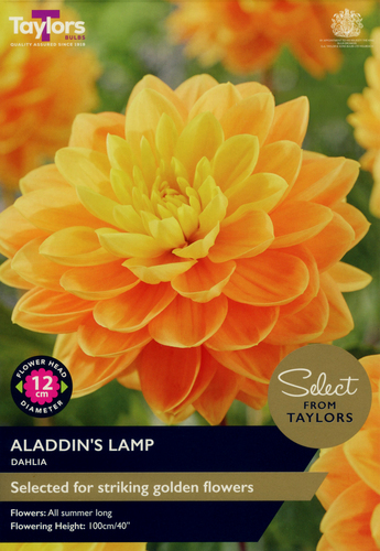 Dahlia Aladdin's Lamp