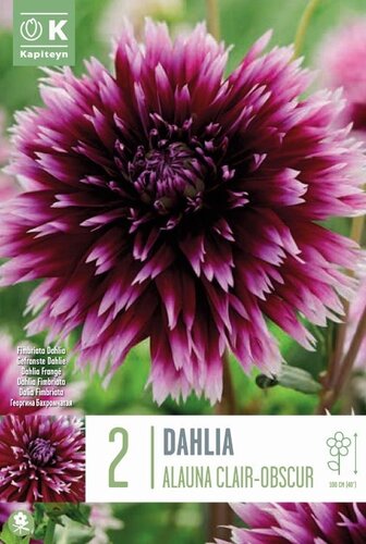 Dahlia Alauna Clair Obscure