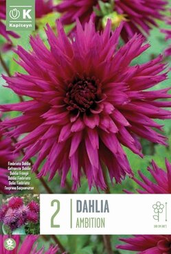 Dahlia Ambition