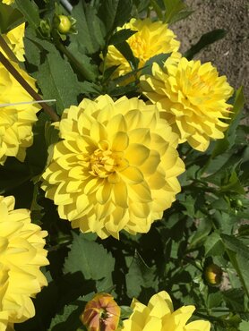 Dahlia American Sun 3 Litre