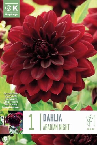 Dahlia Arabian Night