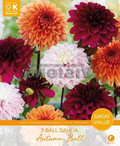 Dahlia Autumn Ball Promo Pack